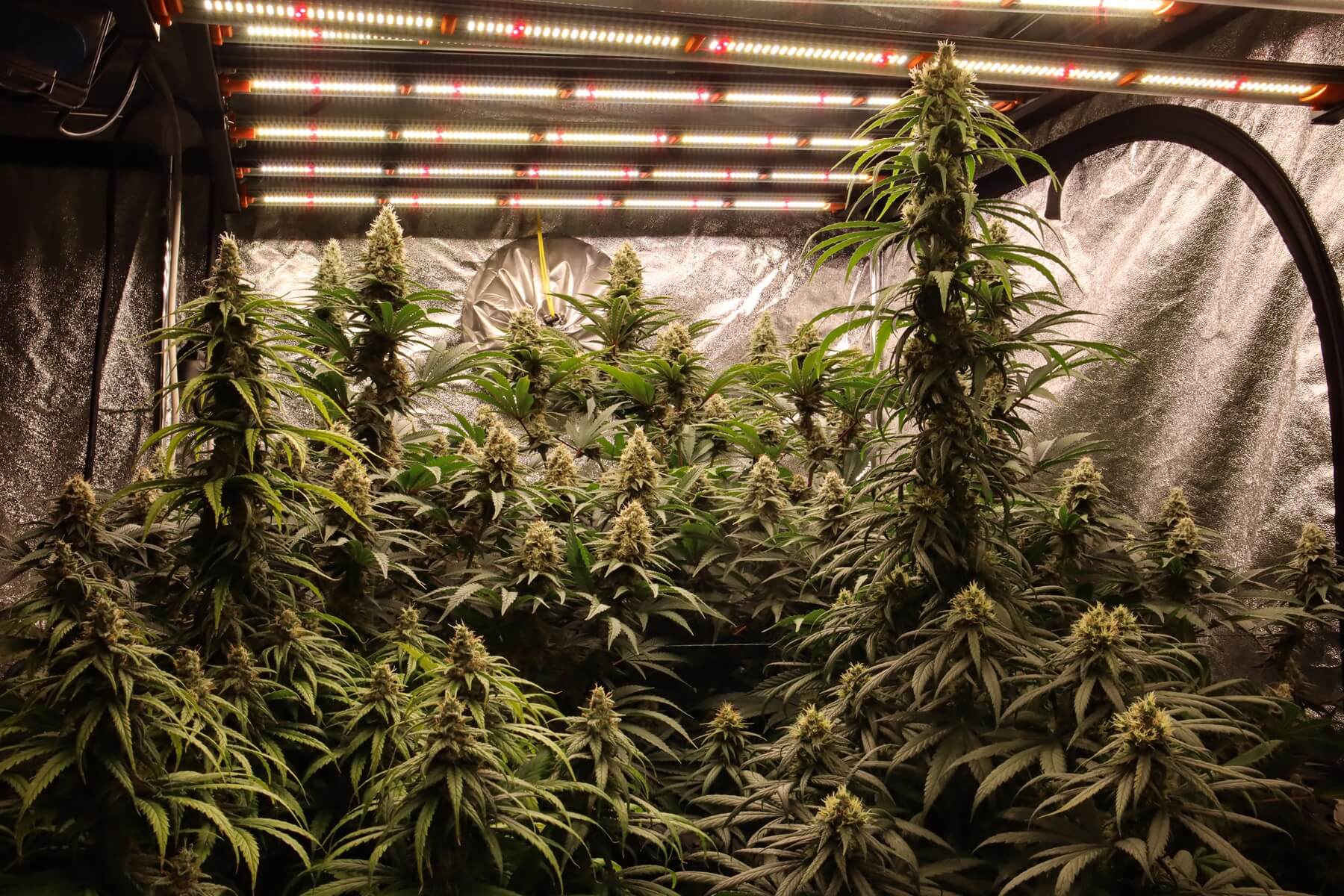 marihuana a valka s drogami